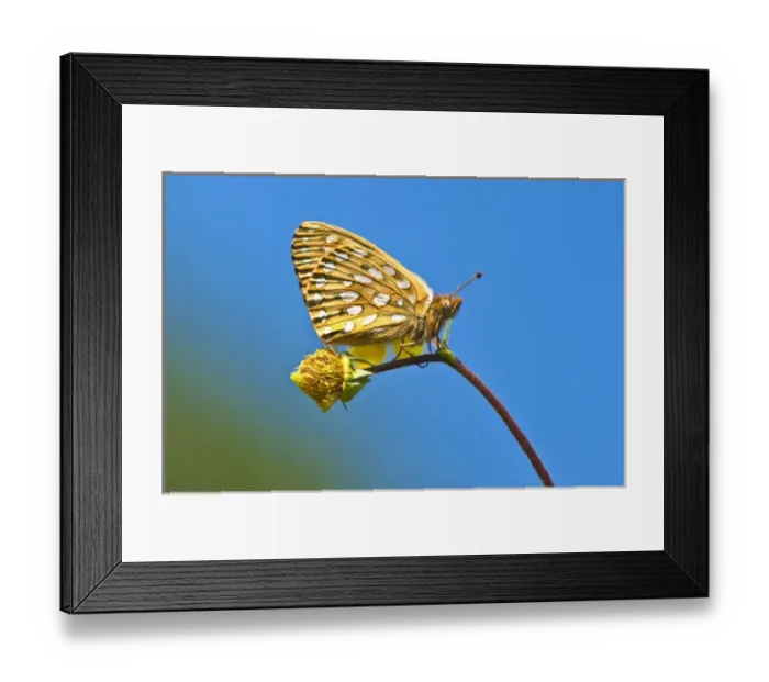 Framed Print : USA, Colorado. Skipper butterfly on flower stem Framed Print : USA, Colorado. Skipper butterfly on flower stem