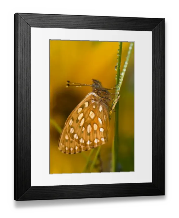 Framed Print : USA, Colorado. Skipper butterfly on dewy grasses Framed Print : USA, Colorado. Skipper butterfly on dewy grasses