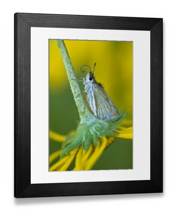 Framed Print : USA, Colorado. Skipper butterfly on sunflower in spring
