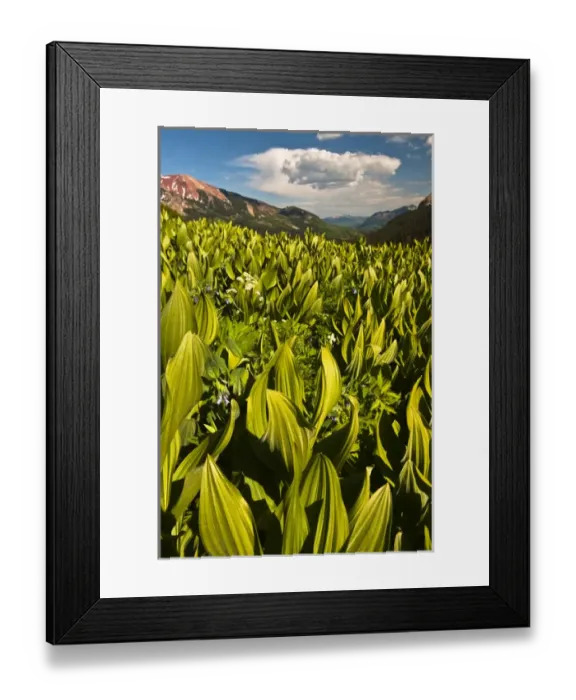 Framed Print : USA, Colorado, Crested Butte. Corn lily field and wildflowers in summer. Credit as