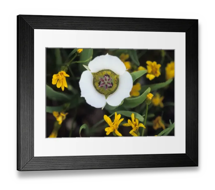Framed Print : USA, Colorado, Mariposa tulip in wildflowers in the mountains