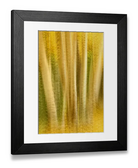 Framed Print : USA, Colorado, San Juan Mountains. Aspen tree abstract Framed Print : USA, Colorado, San Juan Mountains. Aspen tree abstract