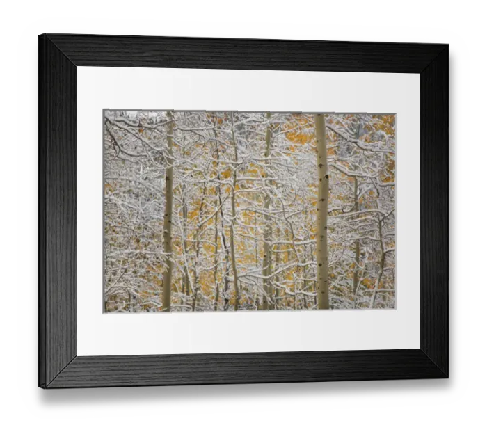 Framed Print : USA, Colorado, San Juan Mountains. Snow on aspen trees