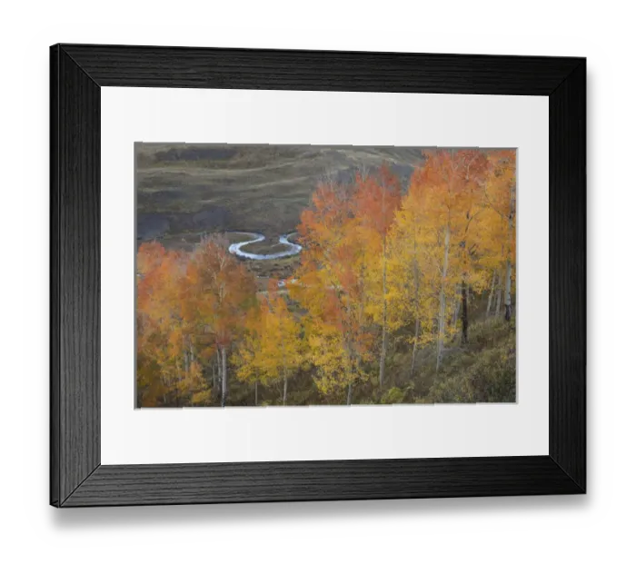 Framed Print : USA, Colorado, Gunnison National Forest. Aspen grove at peak autumn color. Credit as
