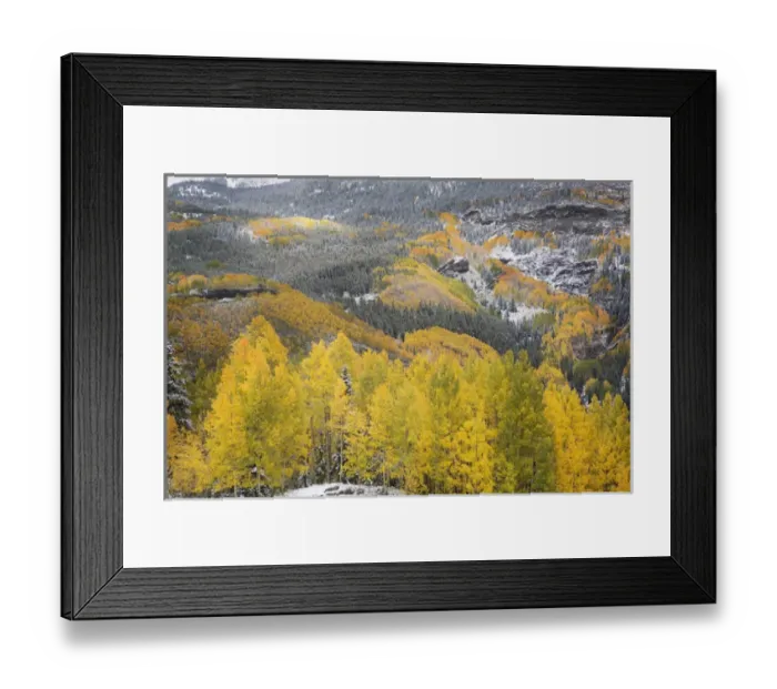 Framed Print : USA, Colorado, San Juan Mountains. Autumn snowfall on forest Framed Print : USA, Colorado, San Juan Mountains. Autumn snowfall on forest