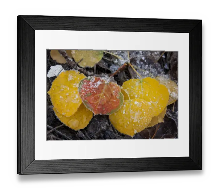 Framed Print : USA, Colorado, Uncompahgre National Forest. Frozen water on aspen leaves. Credit as Framed Print : USA, Colorado, Uncompahgre National Forest. Frozen water on aspen leaves. Credit as