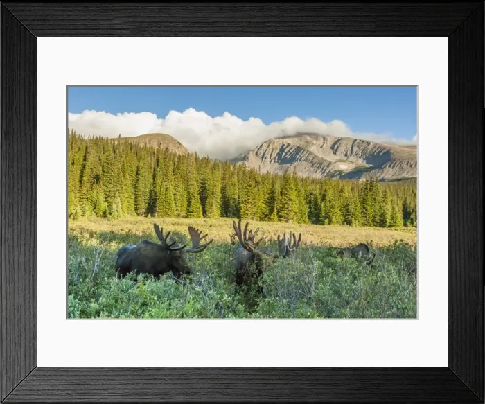 Framed Print : USA, Colorado, Arapaho National Forest. Three male moose grazing on bushes. Credit as