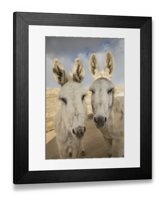 Framed Print : USA, Colorado, South Park. Close-up of wild burros Framed Print : USA, Colorado, South Park. Close-up of wild burros