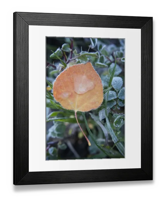 Framed Print : USA, Colorado, Uncompahgre National Forest. Frozen raindrops on aspen leaf. Credit as