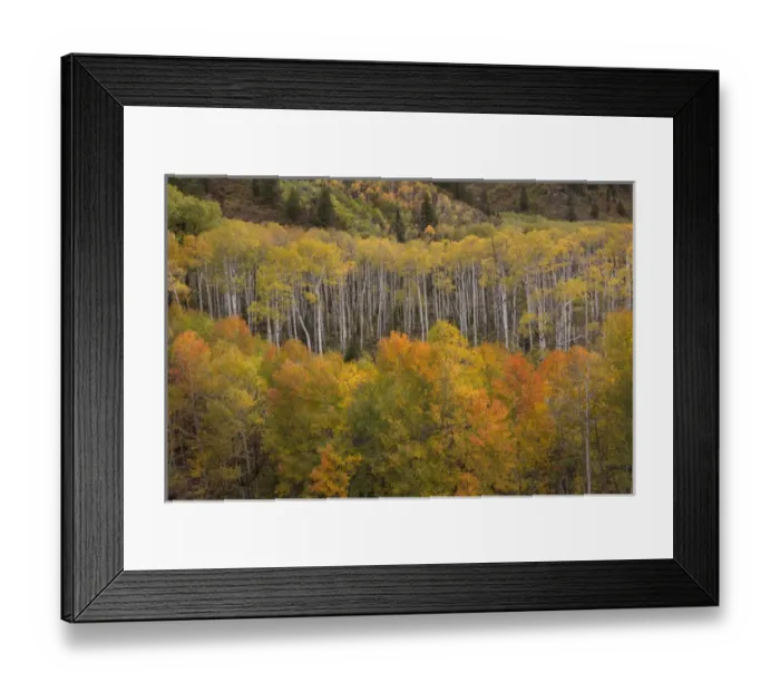 Framed Print : USA, Colorado, White River National Forest. Aspen grove at peak autumn color. Credit as Framed Print : USA, Colorado, White River National Forest. Aspen grove at peak autumn color. Credit as
