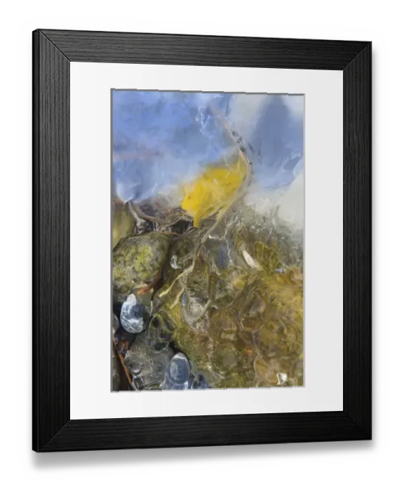 Framed Print : USA, Colorado, Pike National Forest. Frozen aspen leaf on rock Framed Print : USA, Colorado, Pike National Forest. Frozen aspen leaf on rock