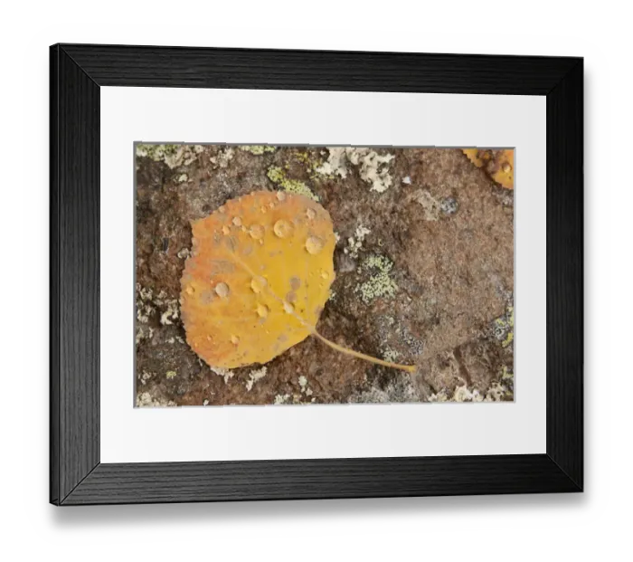 Framed Print : USA, Colorado, Gunnison National Forest. Aspen leaf and lichen on rock. Credit as Framed Print : USA, Colorado, Gunnison National Forest. Aspen leaf and lichen on rock. Credit as