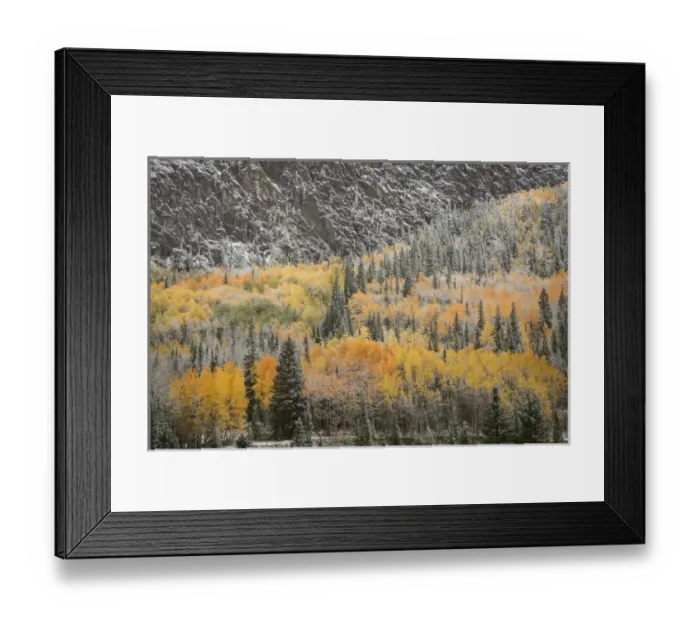Framed Print : USA, Colorado, San Juan Mountains. Autumn snowfall on forest Framed Print : USA, Colorado, San Juan Mountains. Autumn snowfall on forest