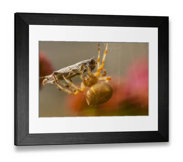 Framed Print : USA, Colorado, Jefferson County. Orb-weaver spider with prey