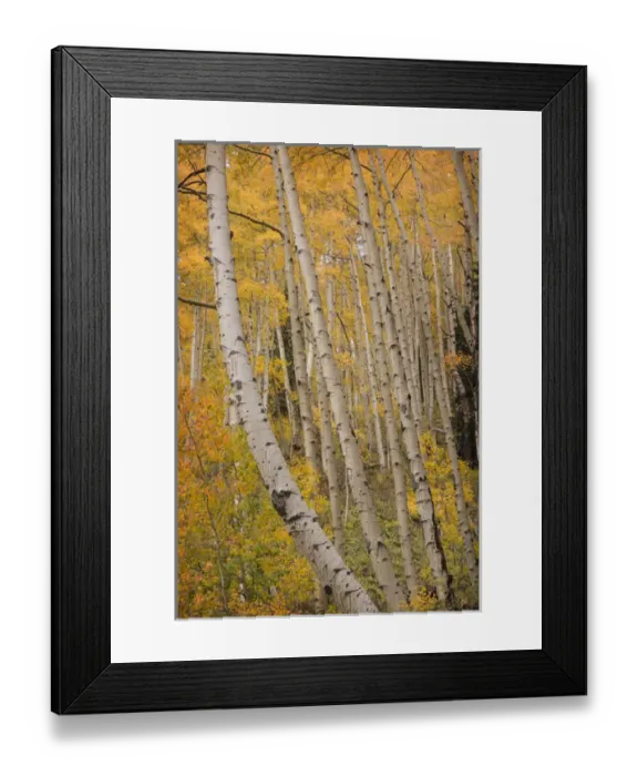Framed Print : USA, Colorado, San Juan National Forest. Close-up of autumn-colored aspen trees. Credit as Framed Print : USA, Colorado, San Juan National Forest. Close-up of autumn-colored aspen trees. Credit as