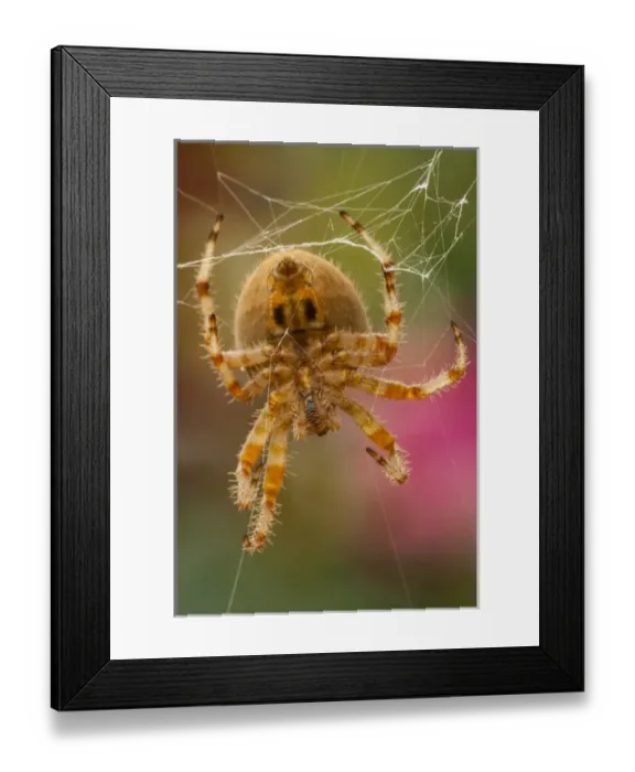 Framed Print : USA, Colorado, Jefferson County. Orb-weaver spider close-up Framed Print : USA, Colorado, Jefferson County. Orb-weaver spider close-up