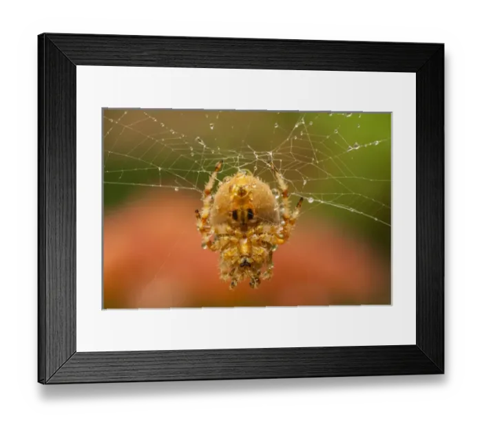 Framed Print : USA, Colorado, Jefferson County. Orb-weaver spider on web