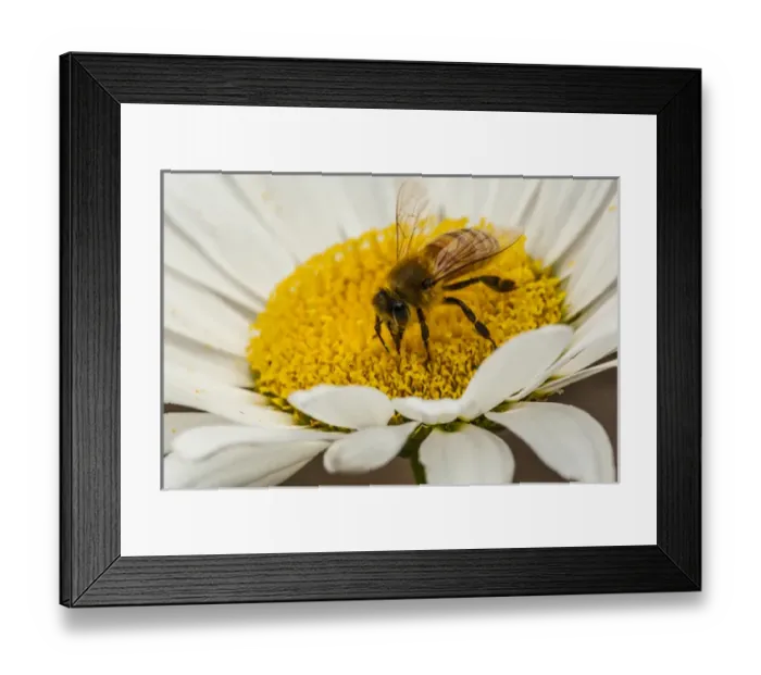 Framed Print : USA, Colorado, Jefferson County. Honey bee on daisy blossom Framed Print : USA, Colorado, Jefferson County. Honey bee on daisy blossom