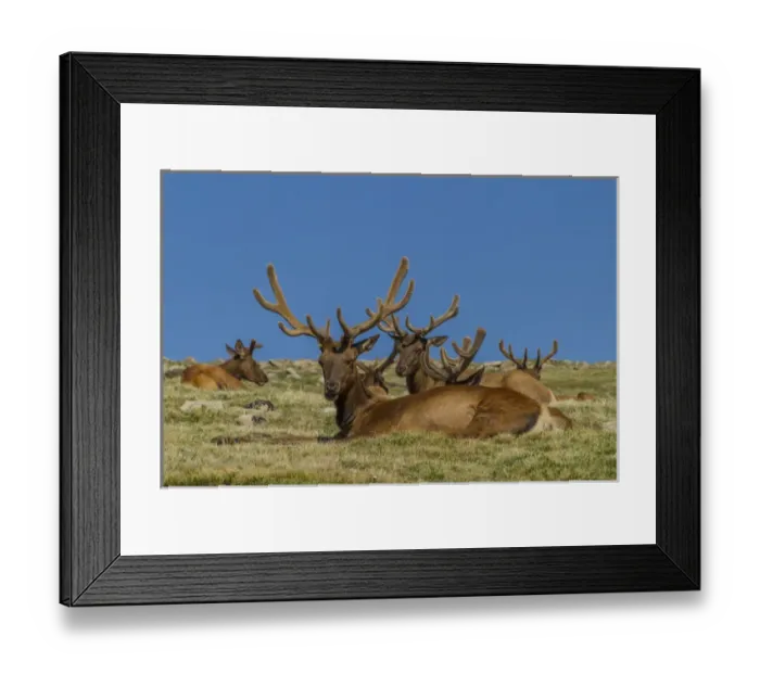 Framed Print : USA, Colorado, Rocky Mountain National Park Framed Print : USA, Colorado, Rocky Mountain National Park