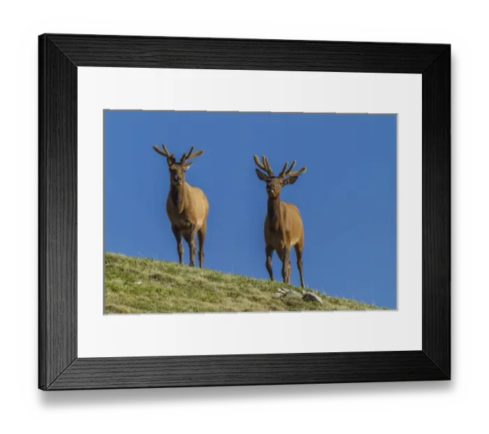 Framed Print : USA, Colorado, Rocky Mountain National Park Framed Print : USA, Colorado, Rocky Mountain National Park