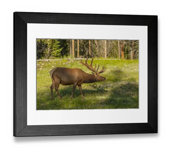 Framed Print : USA, Colorado, Rocky Mountain National Park Framed Print : USA, Colorado, Rocky Mountain National Park