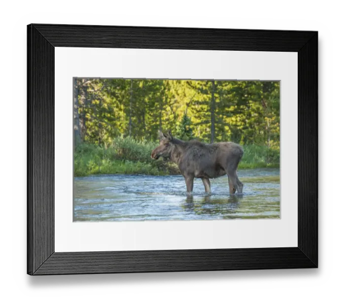 Framed Print : USA, Colorado, Rocky Mountain National Park. Male moose crossing Colorado River. Credit as