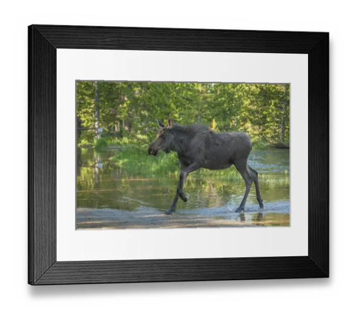 Framed Print : USA, Colorado, Rocky Mountain National Park. Male moose crossing Colorado River. Credit as Framed Print : USA, Colorado, Rocky Mountain National Park. Male moose crossing Colorado River. Credit as