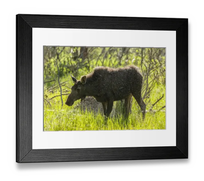 Framed Print : USA, Colorado, Rocky Mountain National Park. Female moose shaking off water. Credit as