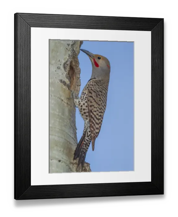 Framed Print : USA, Colorado, Rocky Mountain National Park. Red-shafted flicker outside tree hole nest Framed Print : USA, Colorado, Rocky Mountain National Park. Red-shafted flicker outside tree hole nest