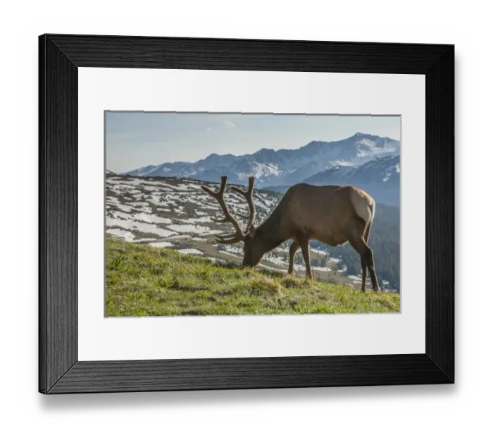 Framed Print : USA, Colorado, Rocky Mountain National Park Framed Print : USA, Colorado, Rocky Mountain National Park