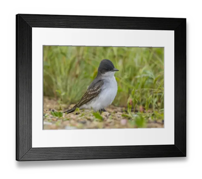 Framed Print : USA, Colorado, Rocky Mountain Arsenal National Wildlife Refuge. Close-up of eastern kingbird