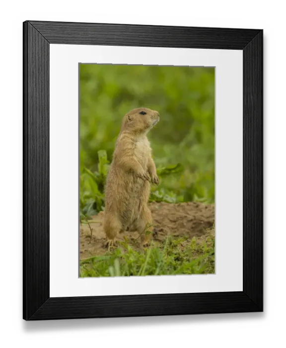 Framed Print : USA, Colorado, Rocky Mountain Arsenal National Wildlife Refuge. Prairie dog on den mound Framed Print : USA, Colorado, Rocky Mountain Arsenal National Wildlife Refuge. Prairie dog on den mound