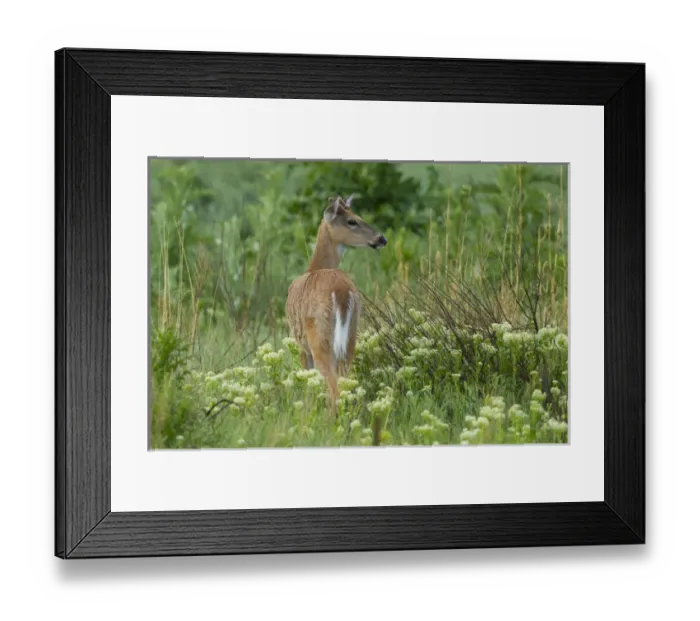 Framed Print : USA, Colorado, Rocky Mountain Arsenal National Wildlife Refuge. White-tailed deer in field Framed Print : USA, Colorado, Rocky Mountain Arsenal National Wildlife Refuge. White-tailed deer in field