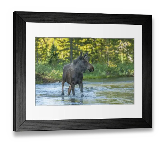 Framed Print : USA, Colorado, Rocky Mountain National Park. Male moose crossing Colorado River. Credit as