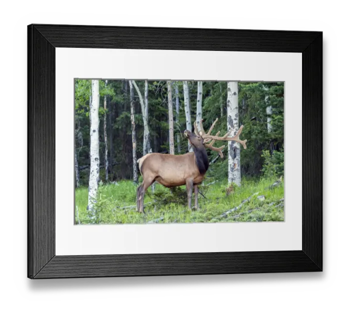 Framed Print : USA, Colorado, Rocky Mountain National Park Framed Print : USA, Colorado, Rocky Mountain National Park