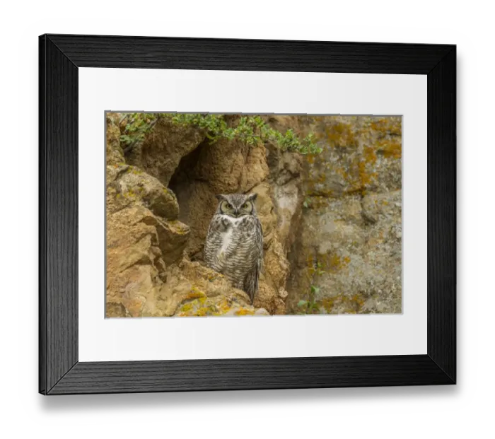 Framed Print : USA, Colorado, Larimer County. Great horned owl on rocky ledge