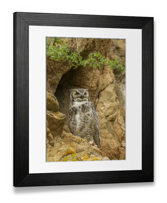Framed Print : USA, Colorado, Larimer County. Great horned owl on rocky ledge