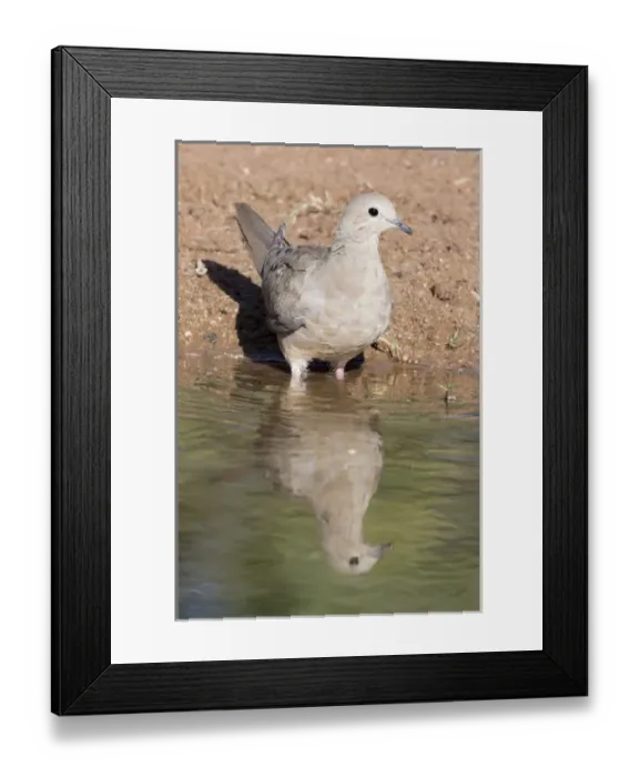 Framed Print : USA, Arizona, Amado. Mourning dove and reflection Framed Print : USA, Arizona, Amado. Mourning dove and reflection