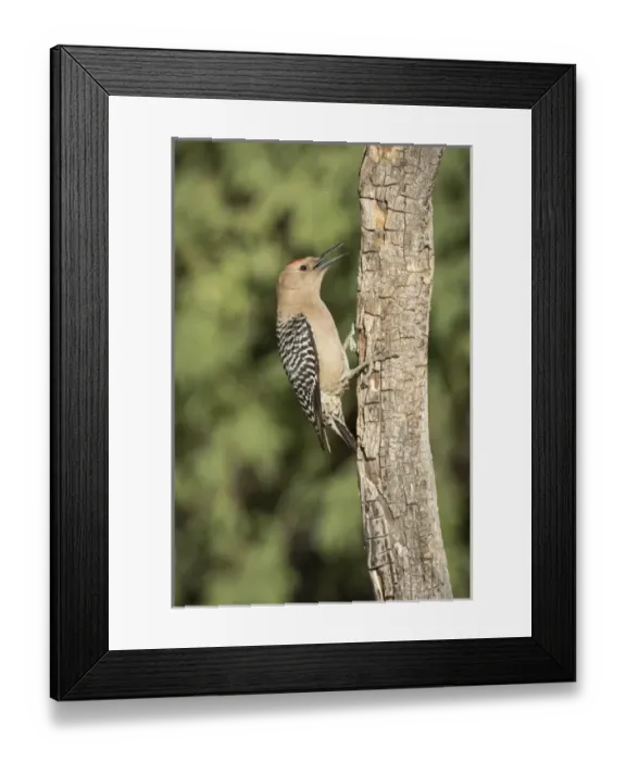 Framed Print : USA, Arizona, Amado. Male gila woodpecker on dead tree trunk Framed Print : USA, Arizona, Amado. Male gila woodpecker on dead tree trunk