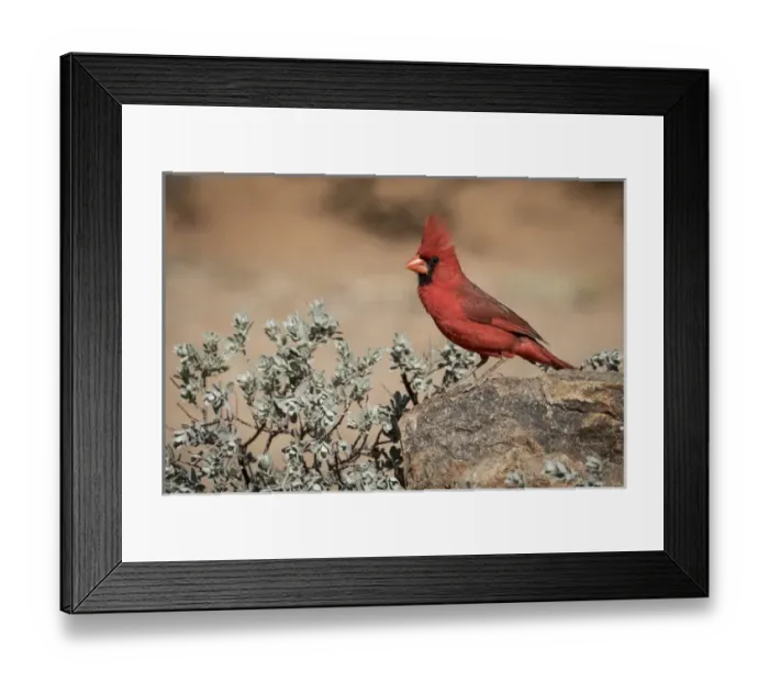 Framed Print : USA, Arizona, Amado. Male northern cardinal on rock Framed Print : USA, Arizona, Amado. Male northern cardinal on rock