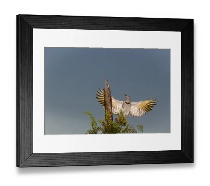 Framed Print : USA, Arizona, Buckeye. Male gilded flicker landing on cholla skeleton. Credit as Framed Print : USA, Arizona, Buckeye. Male gilded flicker landing on cholla skeleton. Credit as