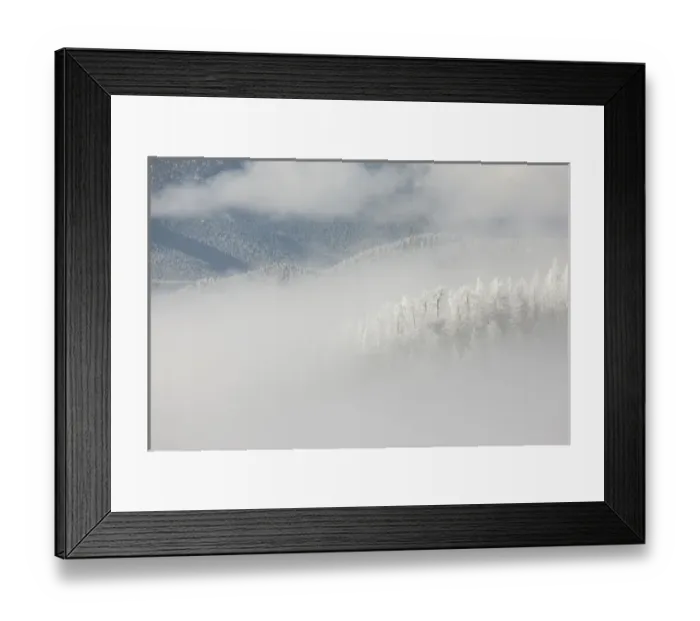 Framed Print : USA, Colorado, Pike National Forest. Trees with hoarfrost in fog