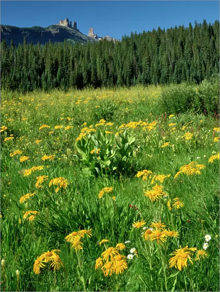 USA, Colorado, West Elks Wilderness. Sneezeweed blooming in meadow