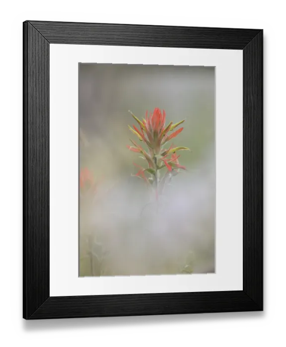 Framed Print : USA, Colorado, Pike National Forest. Indian paintbrush flower in foggy meadow. Credit as