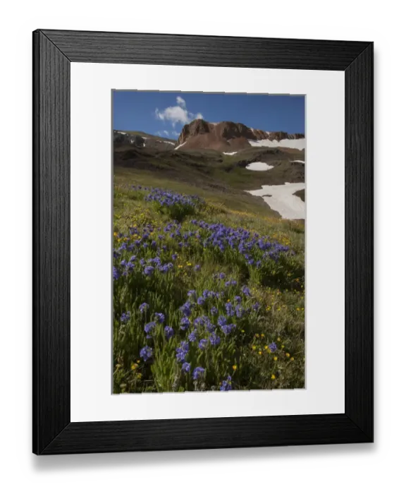 Framed Print : USA, Colorado, San Juan Mountains. Wildflowers on Cinnamon Pass
