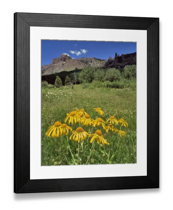 Framed Print : USA, Colorado, Mill Creek Valley. Sneezeweed blooming in meadow Framed Print : USA, Colorado, Mill Creek Valley. Sneezeweed blooming in meadow