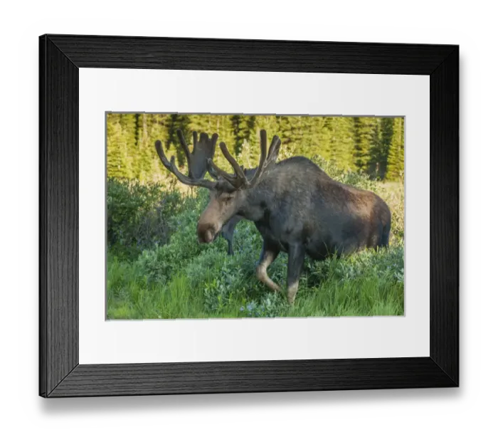 Framed Print : USA, Colorado, Brainard Lake Recreation Area. Bull moose with velvet antlers. Credit as Framed Print : USA, Colorado, Brainard Lake Recreation Area. Bull moose with velvet antlers. Credit as