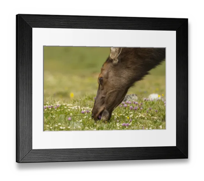 Framed Print : USA, Colorado, Rocky Mountain National Park