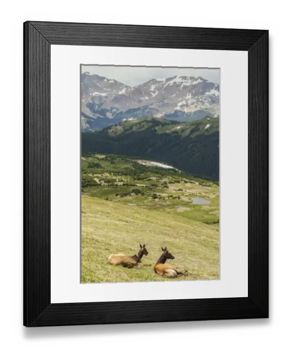Framed Print : USA, Colorado, Rocky Mountain National Park. Elk cows and mountain landscape. Credit as Framed Print : USA, Colorado, Rocky Mountain National Park. Elk cows and mountain landscape. Credit as