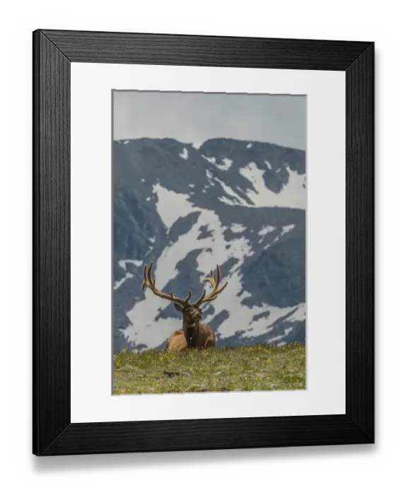 Framed Print : USA, Colorado, Rocky Mountain National Park. Bull elk in velvet resting. Credit as Framed Print : USA, Colorado, Rocky Mountain National Park. Bull elk in velvet resting. Credit as